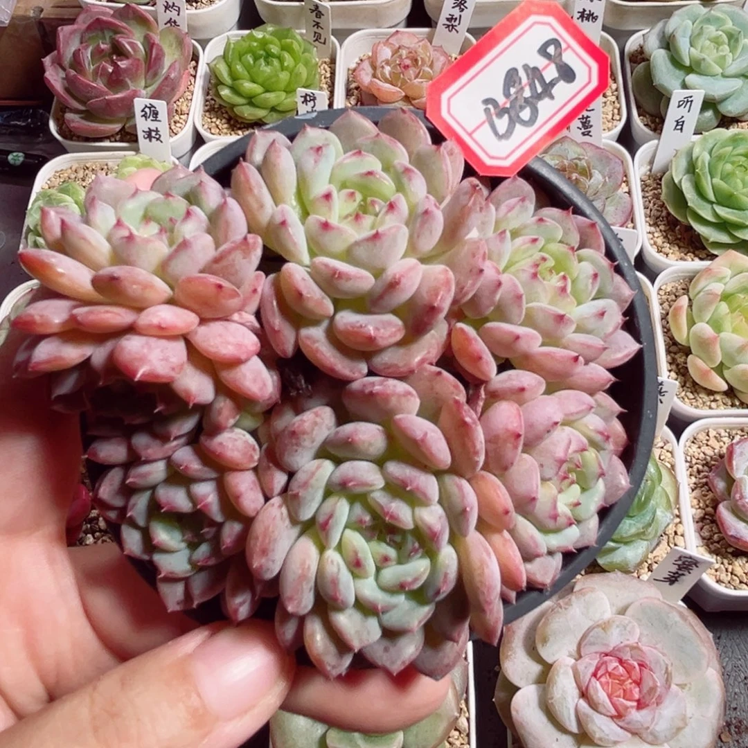 B848 一物一拍 白胖子缀