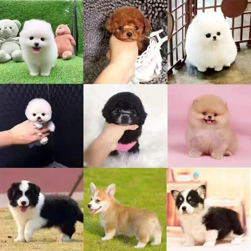 直播间挑选混血活体幼犬