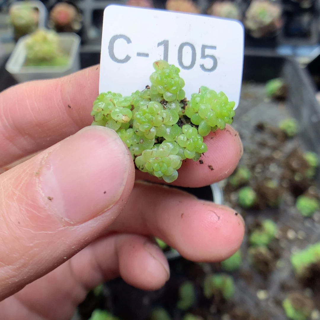 C105y y y y y y y y y y