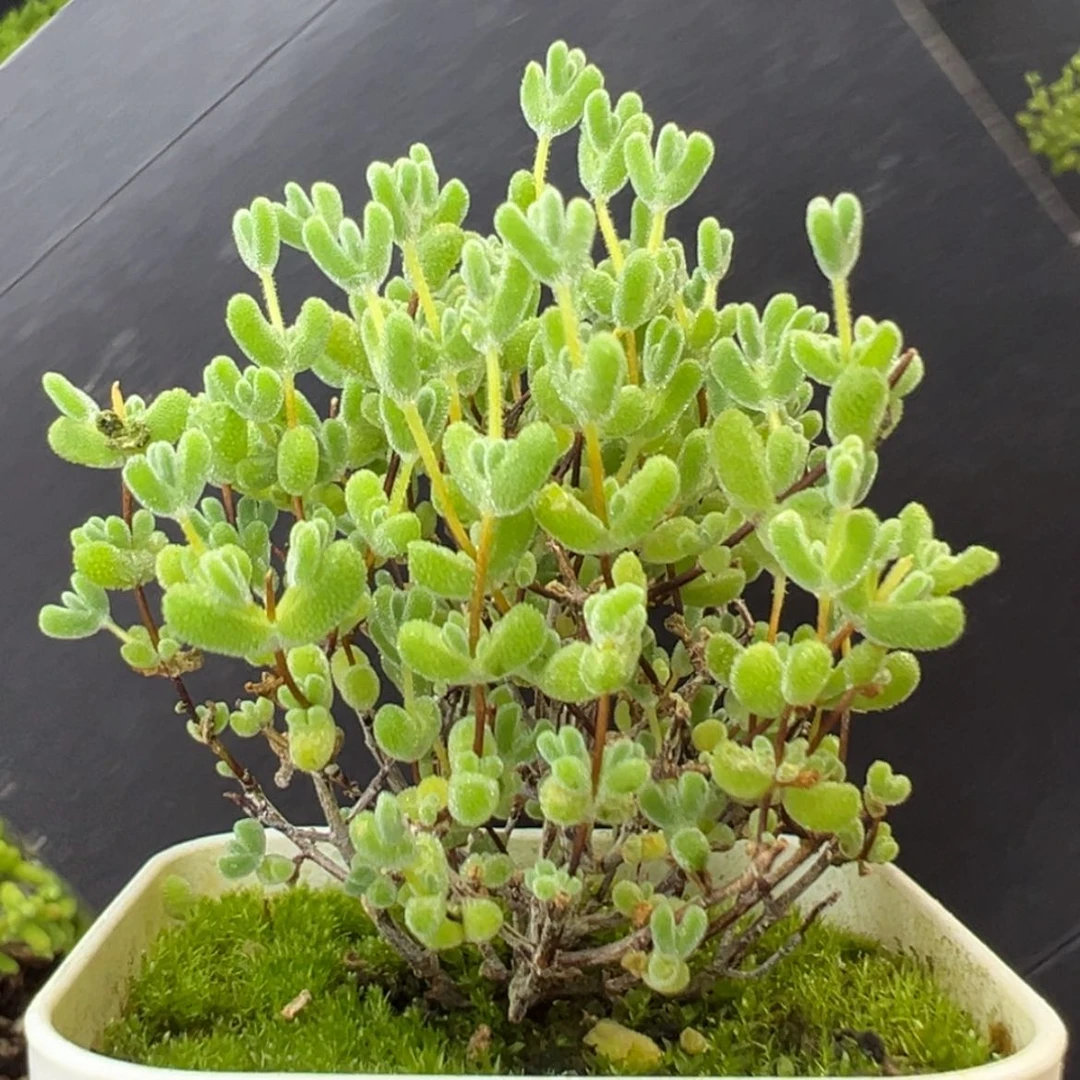 【闪购商品】dy2741实生莱斯盆口5cm