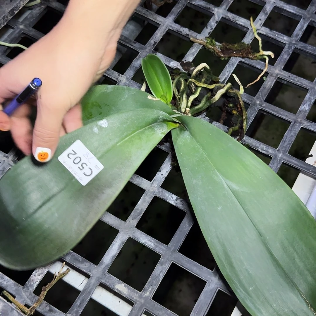 完全开放C502不售后