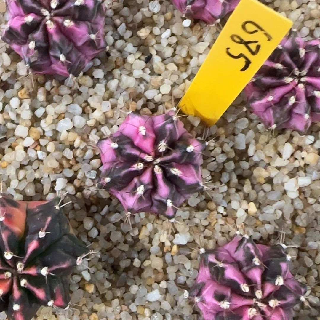 L790-0104泰国发货 粉钻