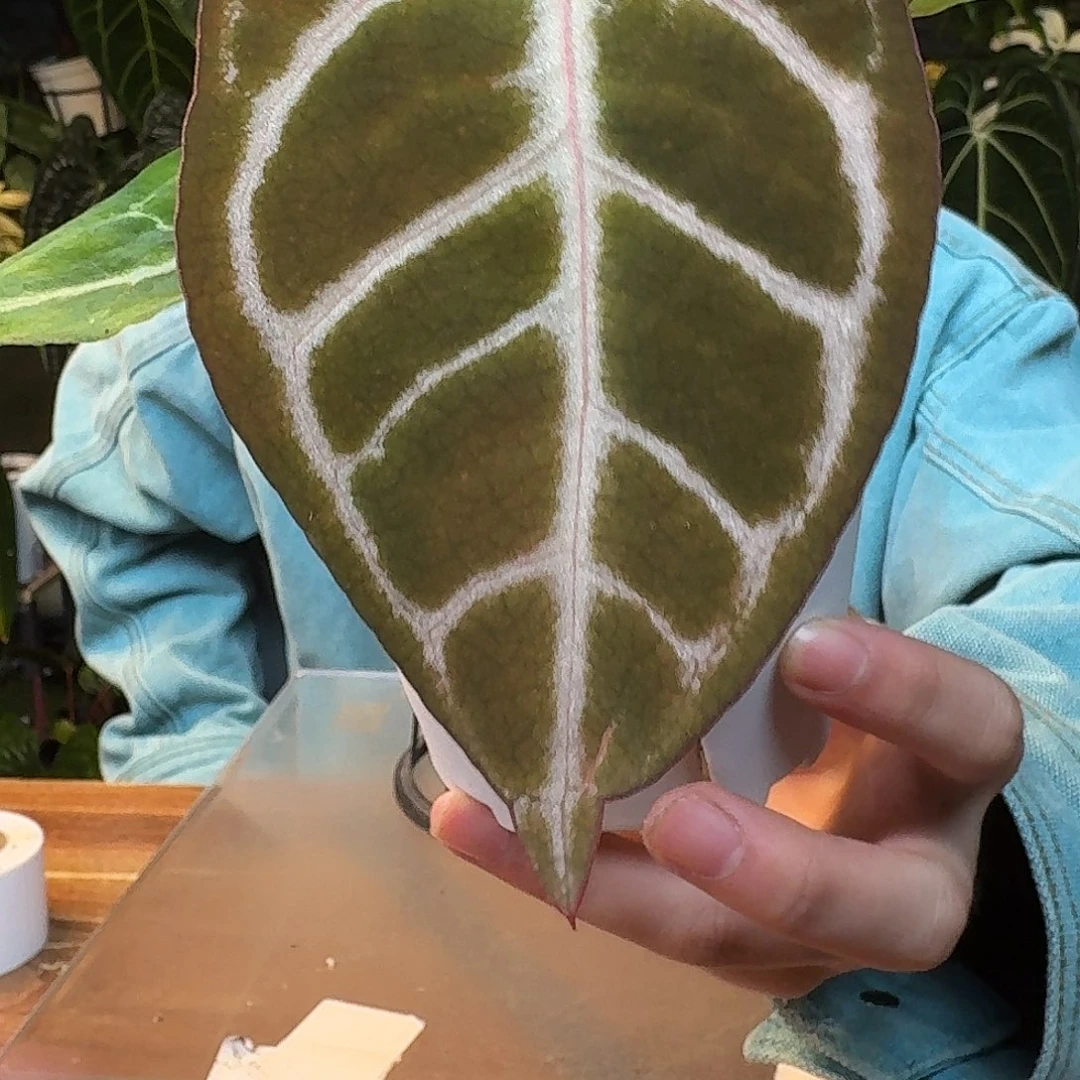完全开放I133银色闪光杂红水晶