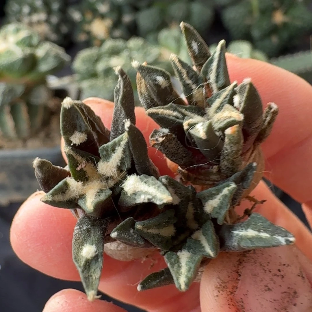 【闪购商品】三颗姬牡丹