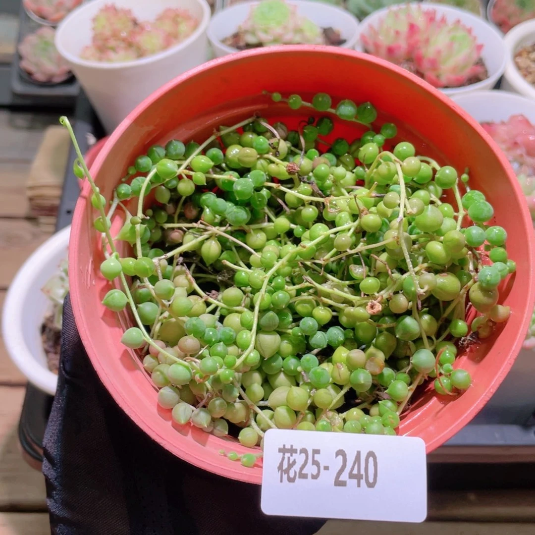 花利美25-240佛珠含盆