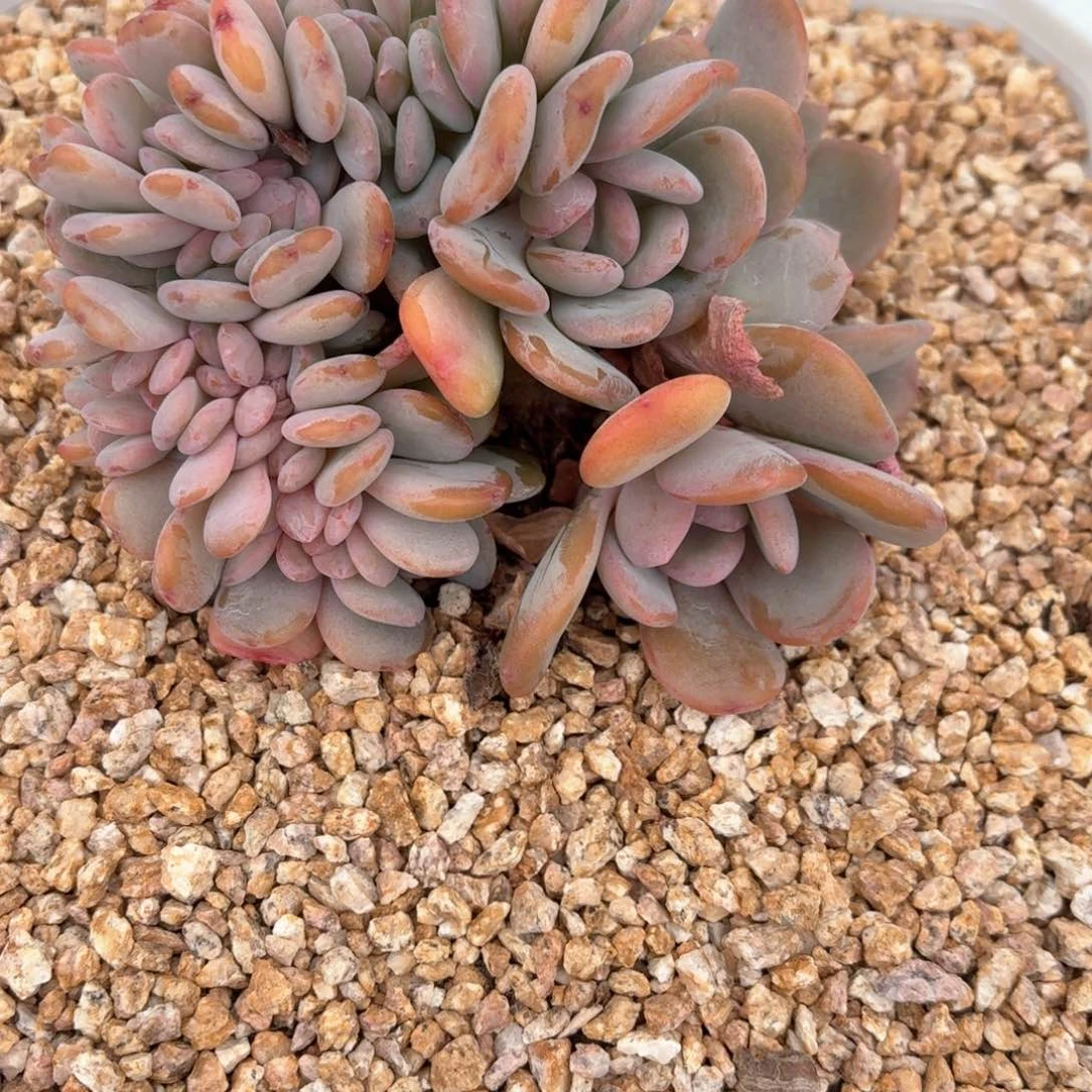 卖****娘15.008香橙缀化一个