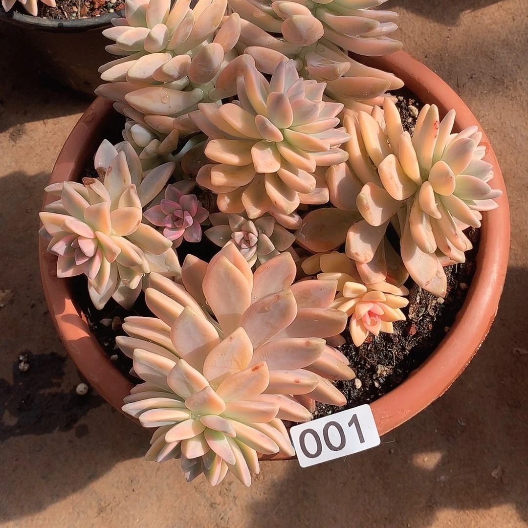 001 一物一拍多肉