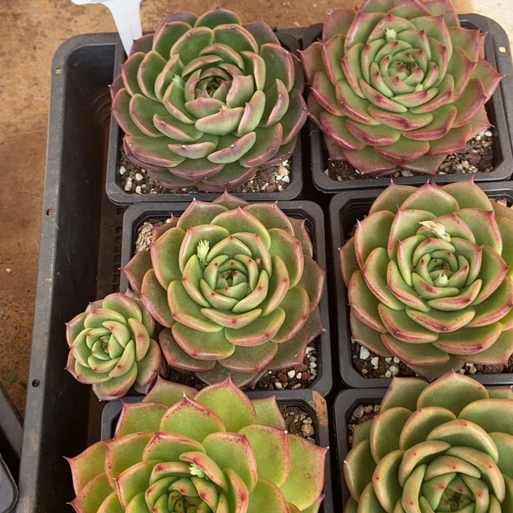 D272- 直播福利 六颗