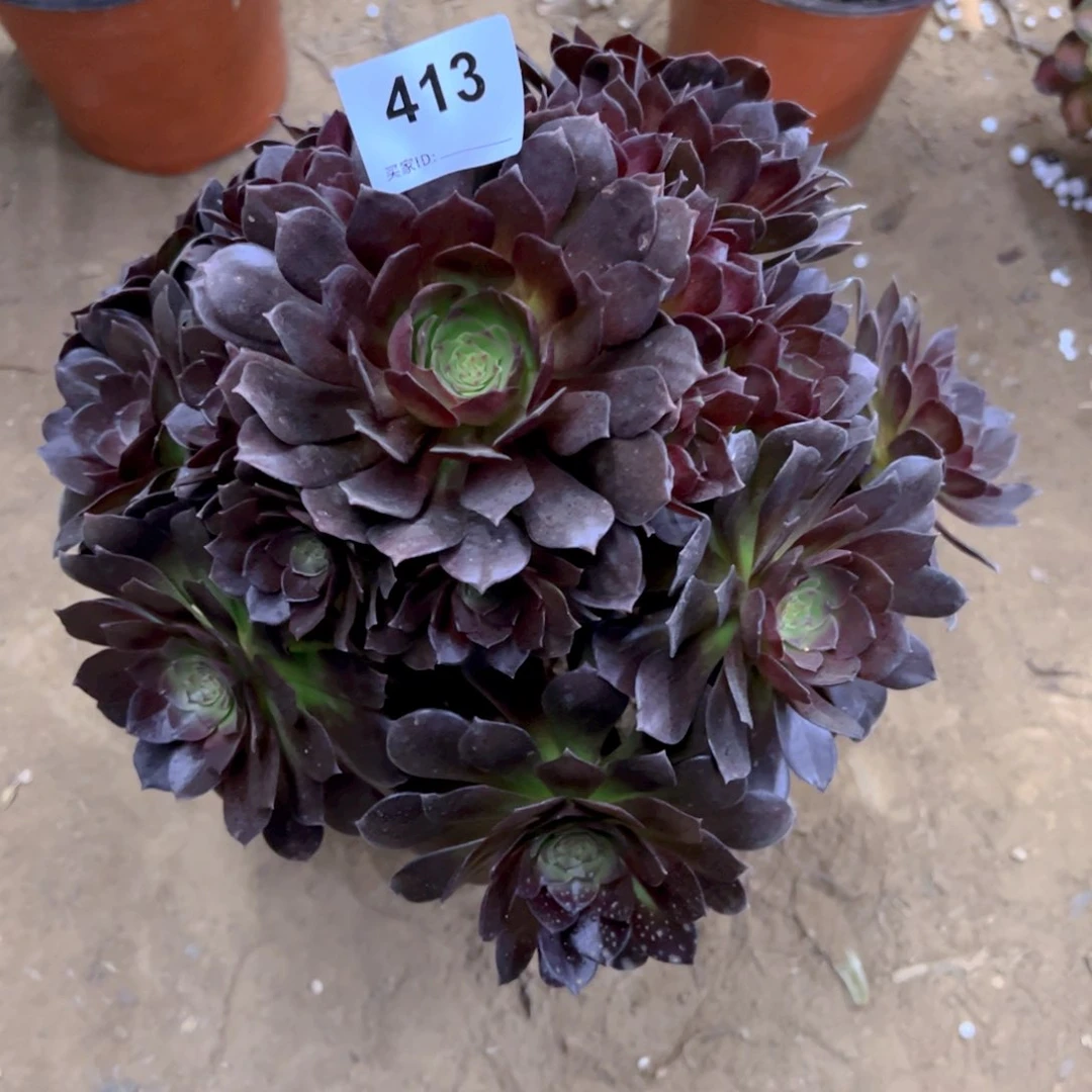 413赤焰莲多肉植物法师