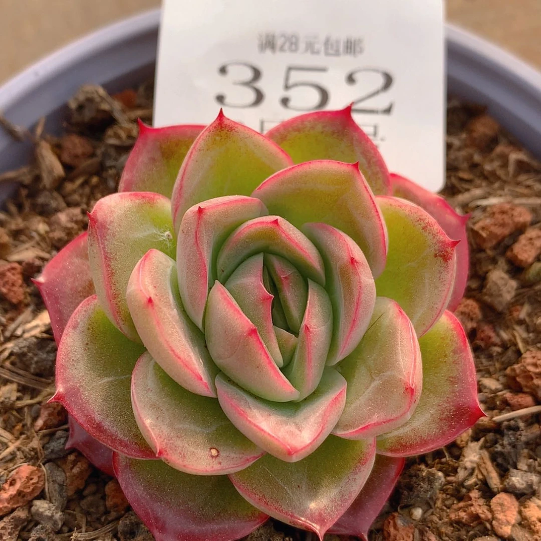 【闪购商品】云352号