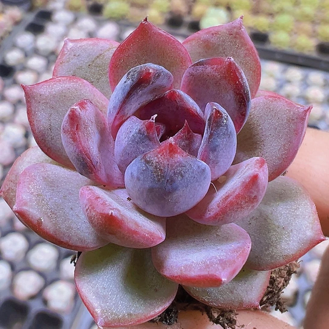 蓝莓苗3个19包邮多肉植物