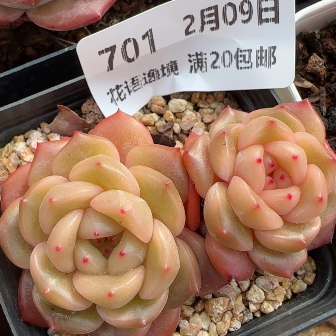 花语逸境0209-701