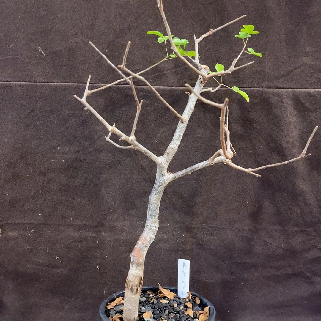 红皮奥比克，潮流植物