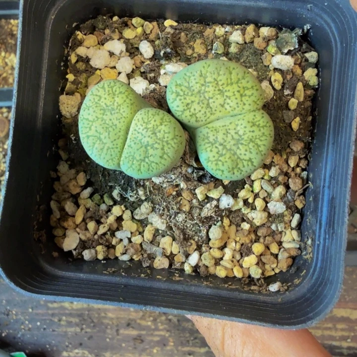 萤****8多肉葡萄的味道119