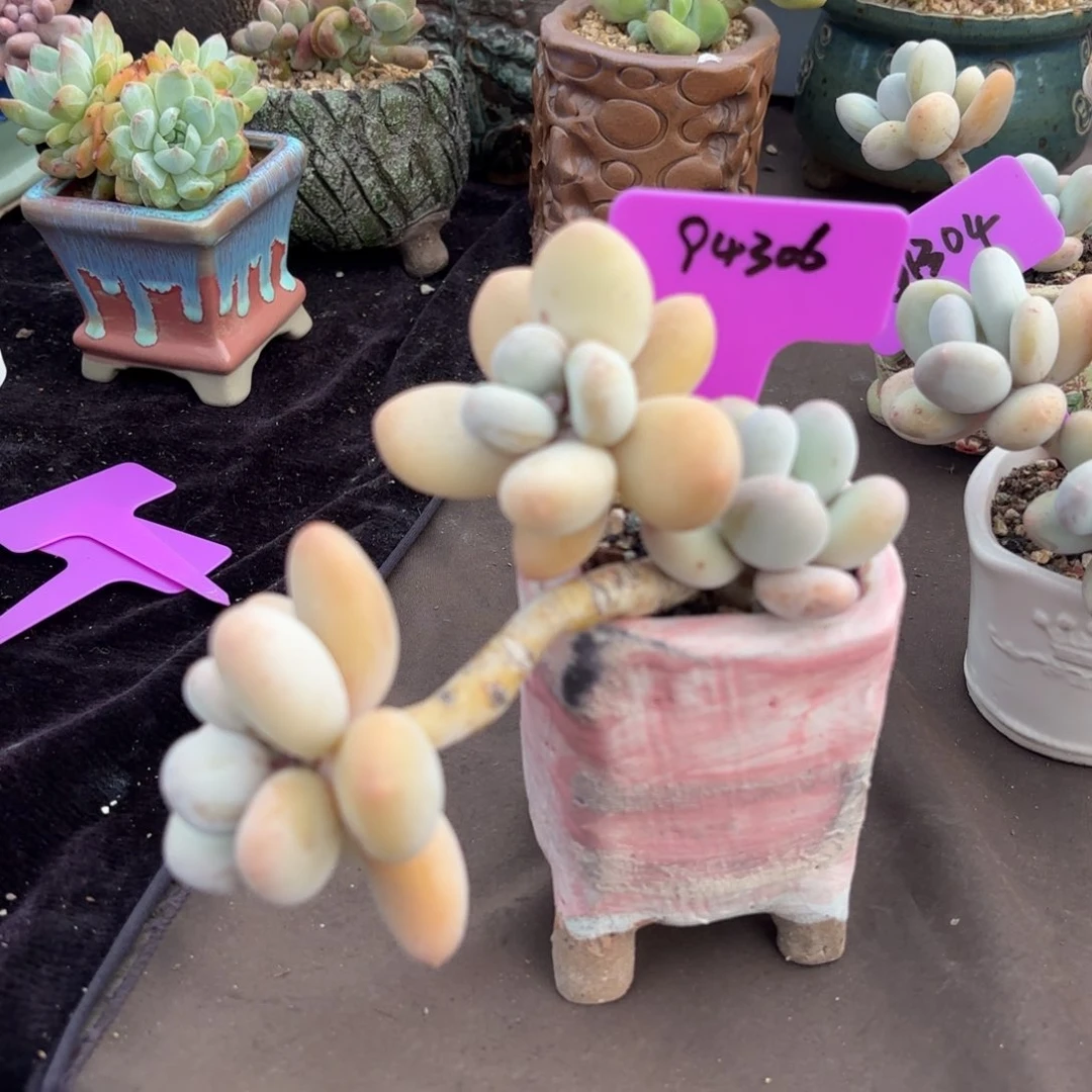 瓢枝大叶奶111111