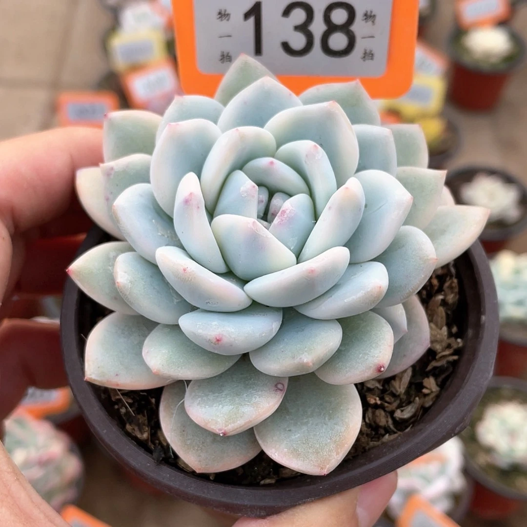 【闪购商品】138号