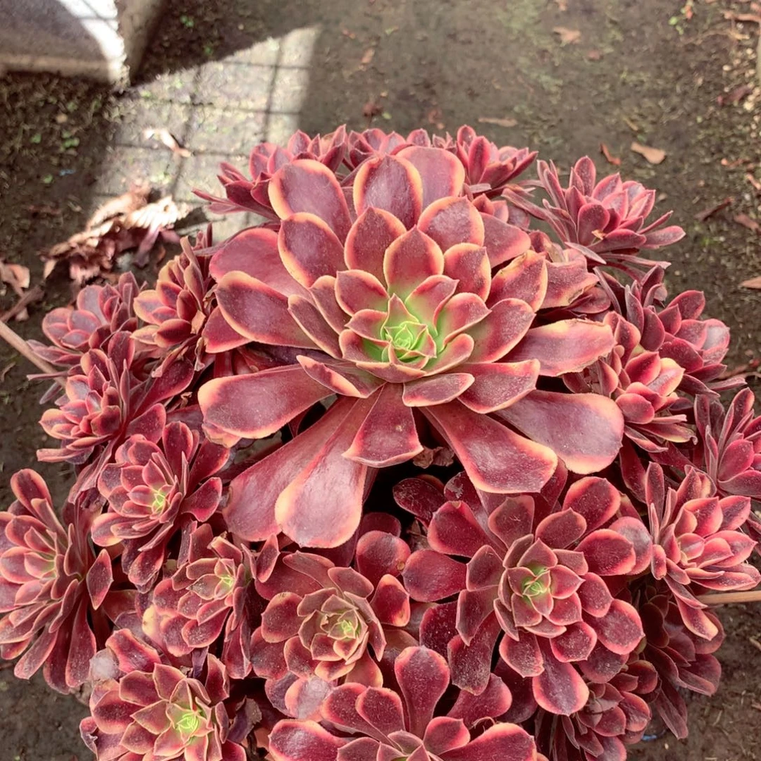 欧佳丽，多肉植物的