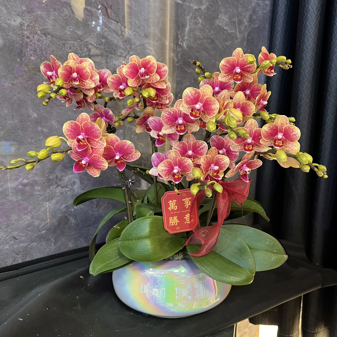 【金蝶-蝴蝶兰】懒人种植  禅意 易养花期长 轻奢 送礼