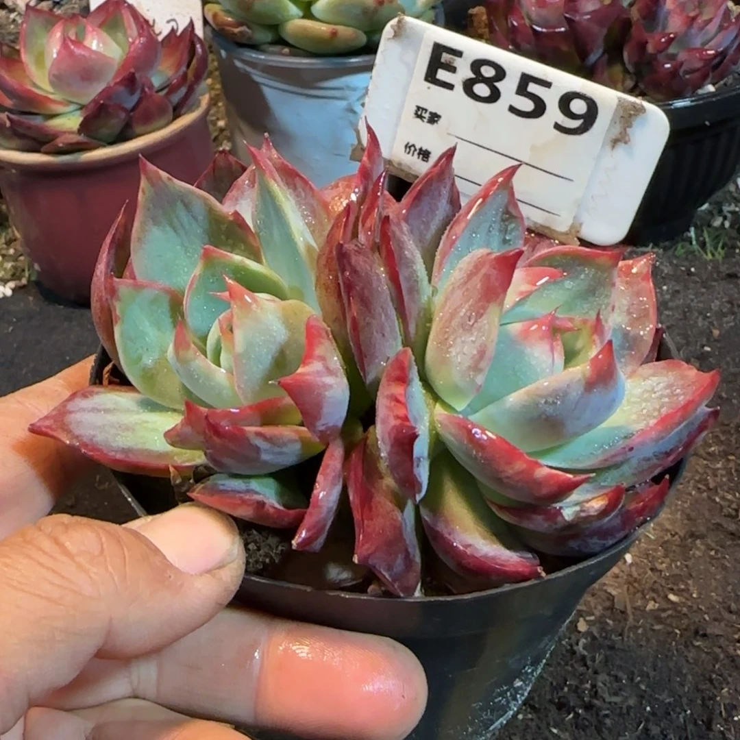 惊鸿一物一拍包装收缩花旱859