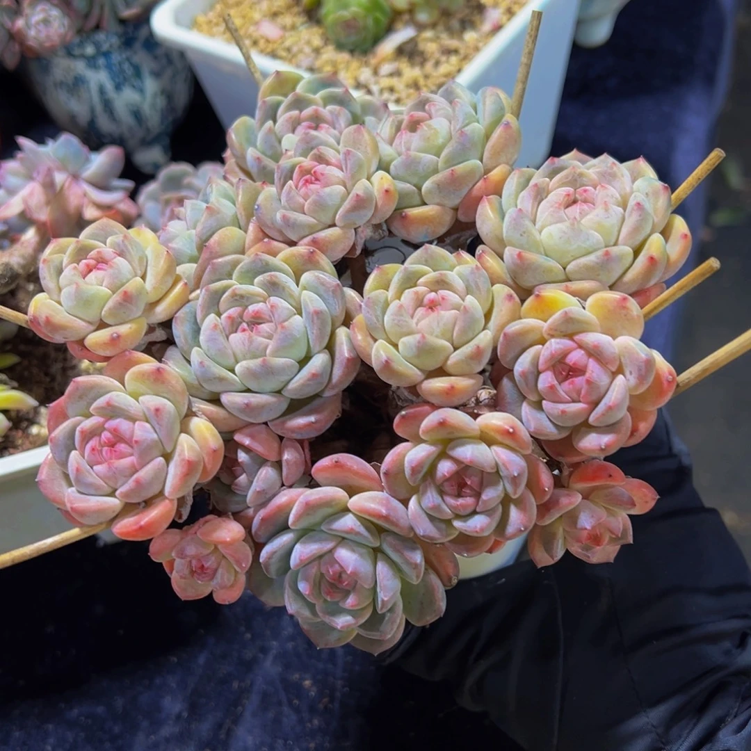 厚梦群生天天开心