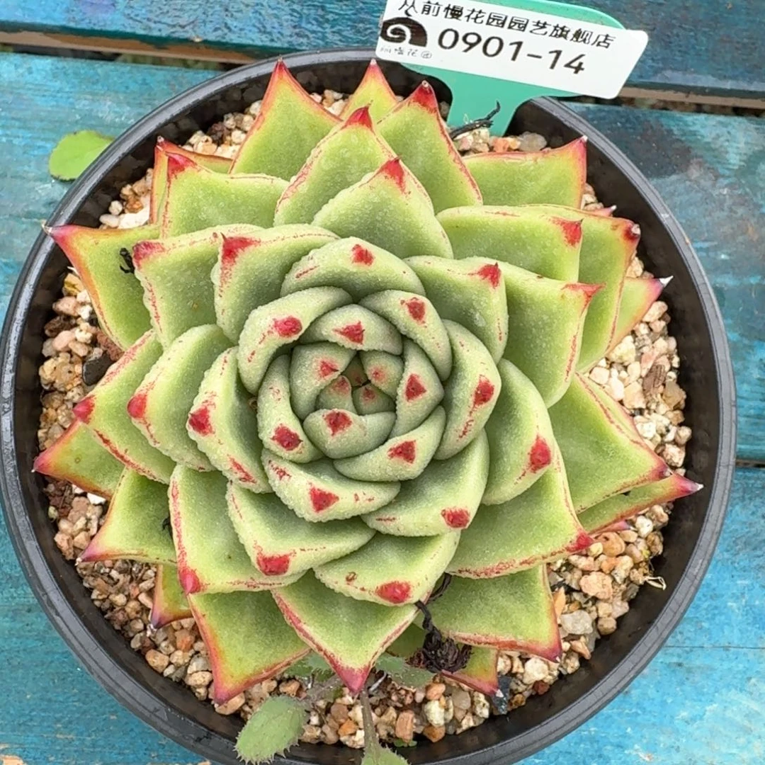 从前慢花园多肉编号0901-14