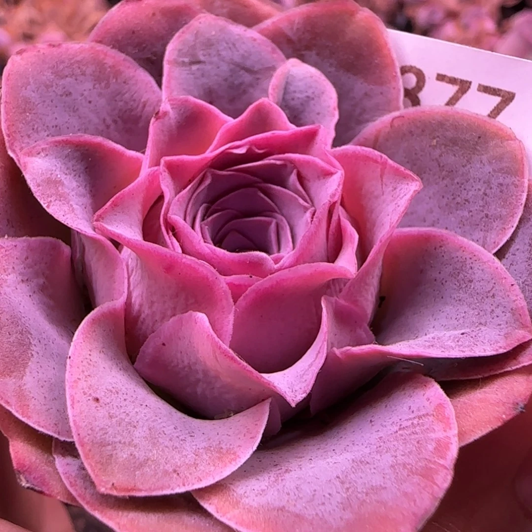 紫玥玫瑰优选福利877