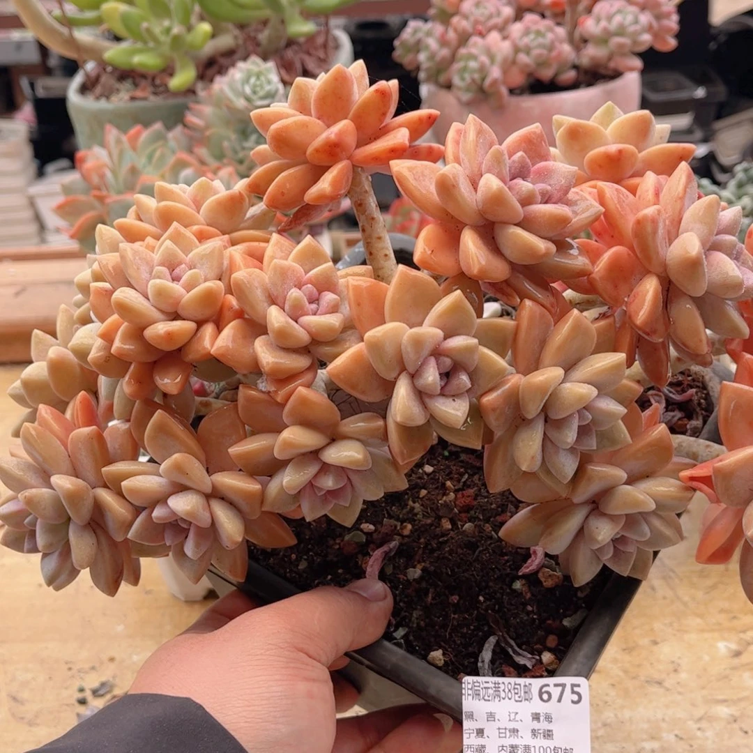 675淡雪缀德华多肉