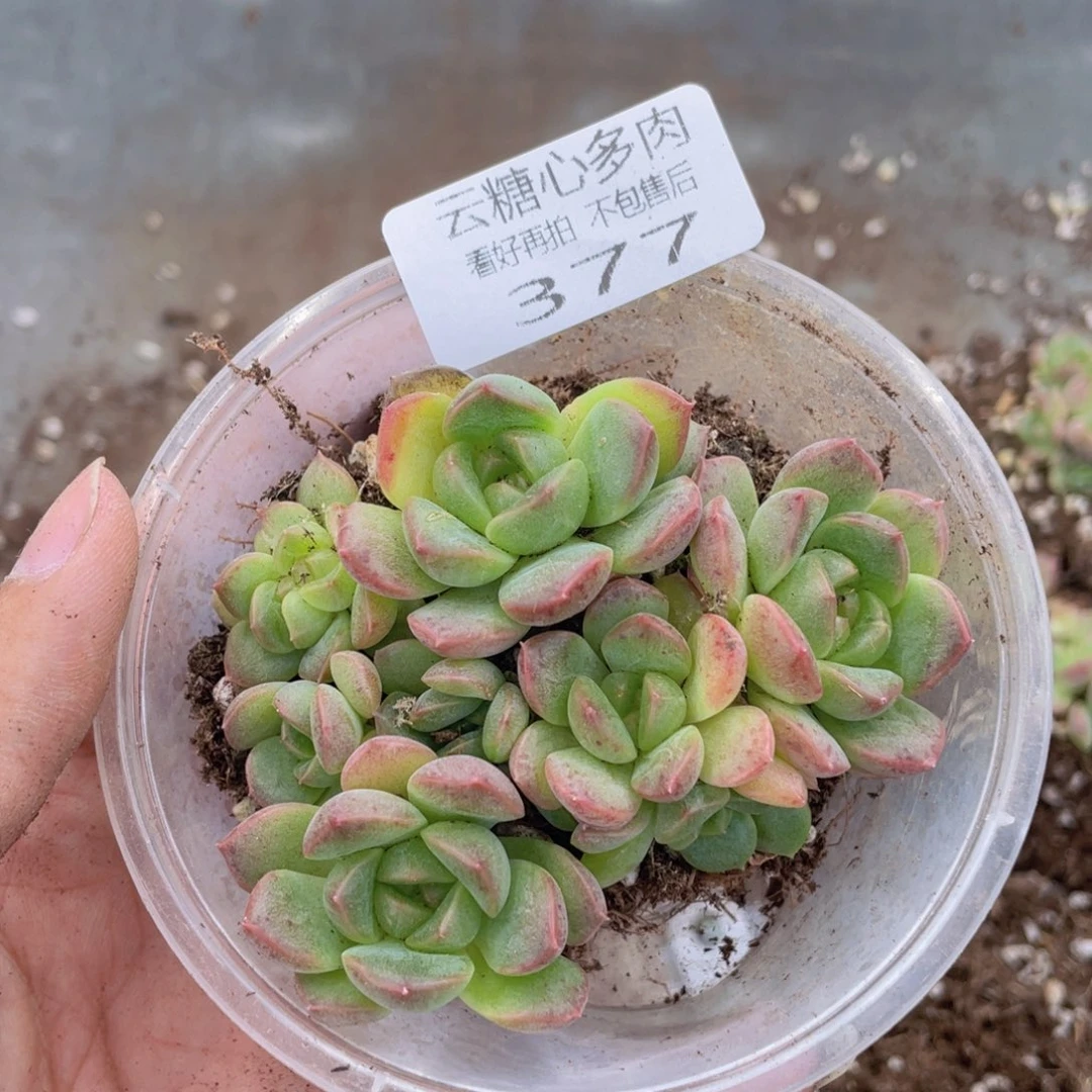 柿*红云糖心多肉植物377