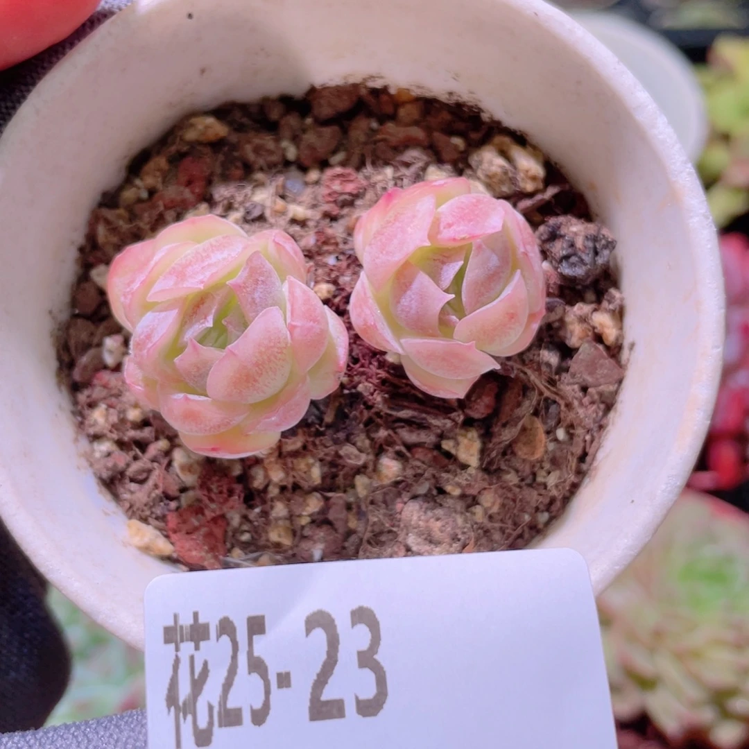 花利美25-23西娜
