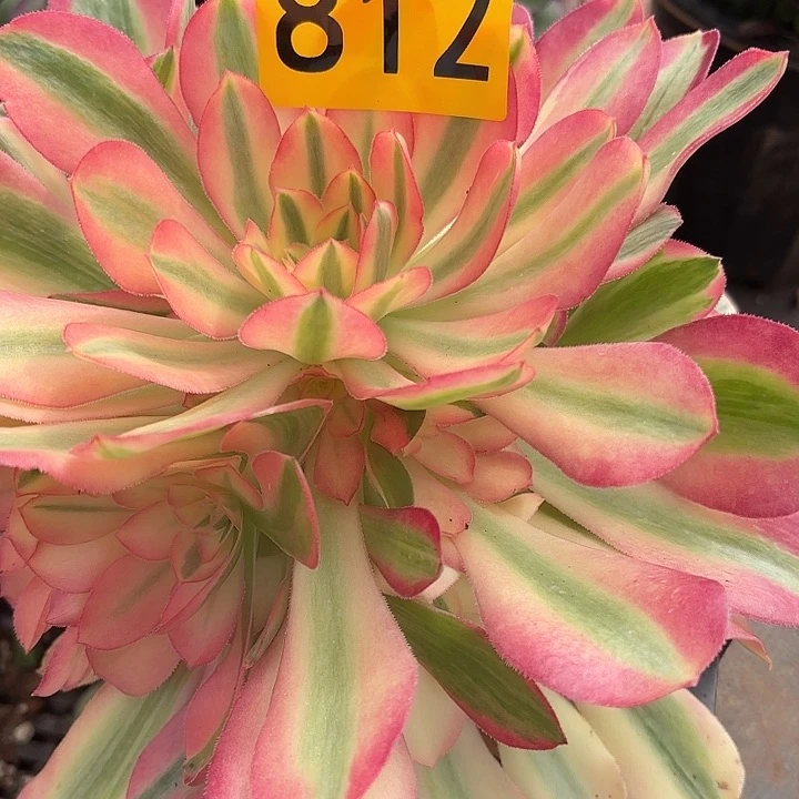 平*叔多肉植物福利来812