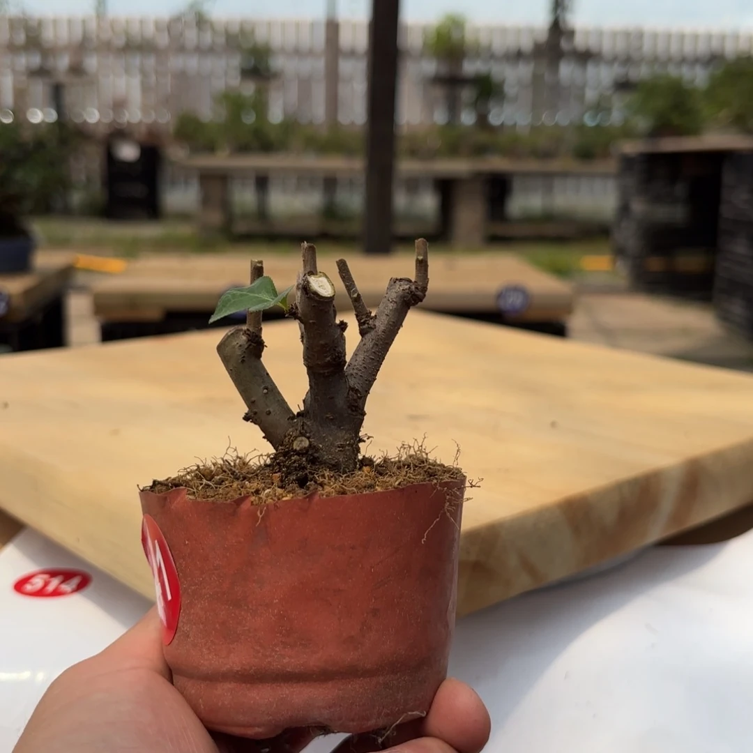 眉*疏大棚转让541好包邮