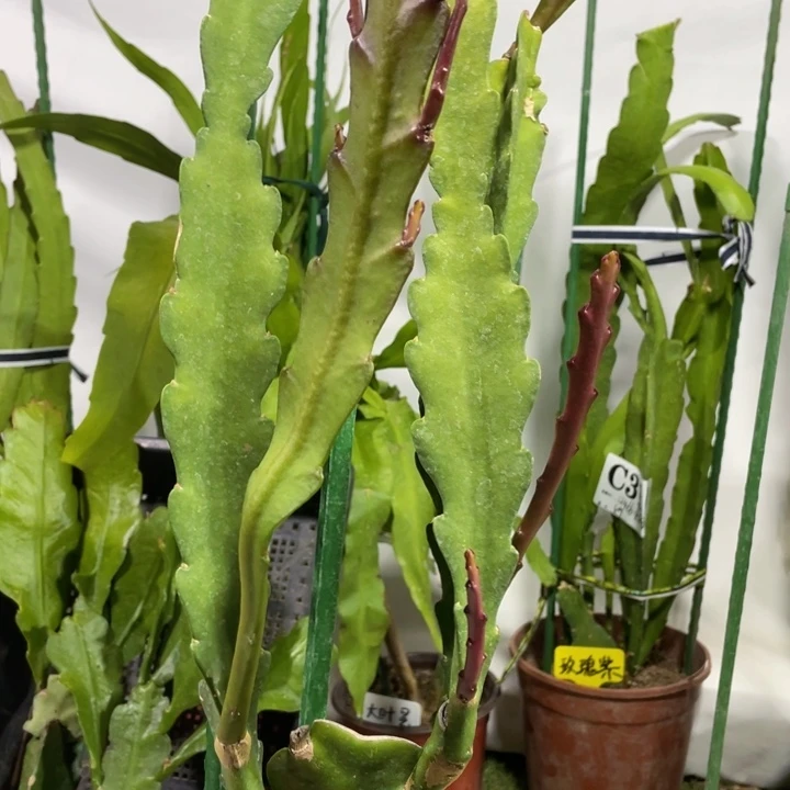 完全开放玺*令箭荷花317