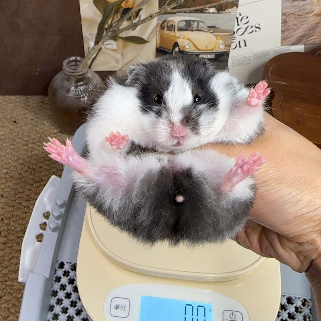 黑白眼线妹妹116g10.3