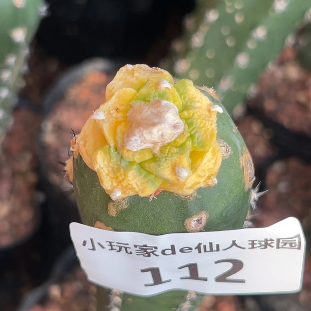 112，仙人球的世界里
