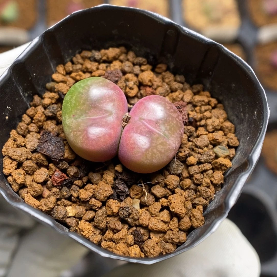 多肉植物肉锥杂交K-3795