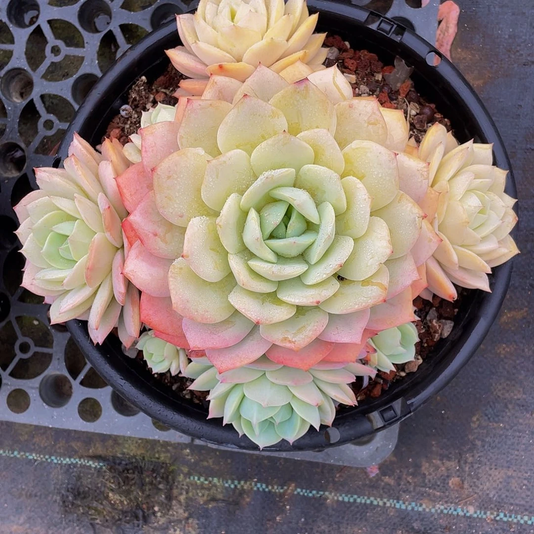 念曲多肉植物大群