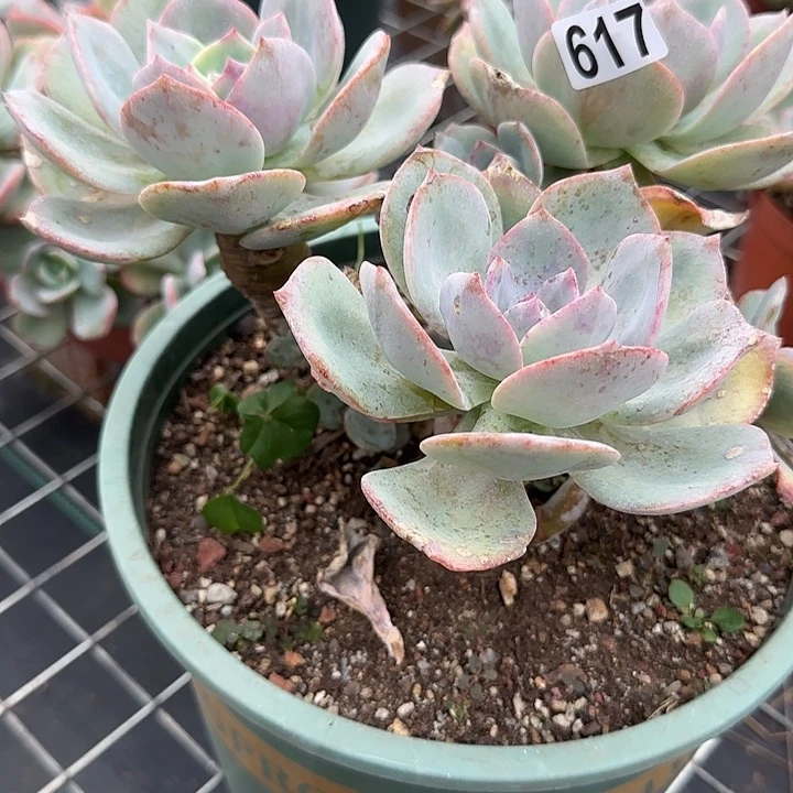 高*617白凤脱土发货不退不换