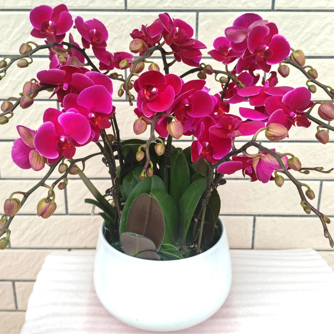 [香山]蝴蝶兰紫红色中花型适合乔迁新居公司开业等