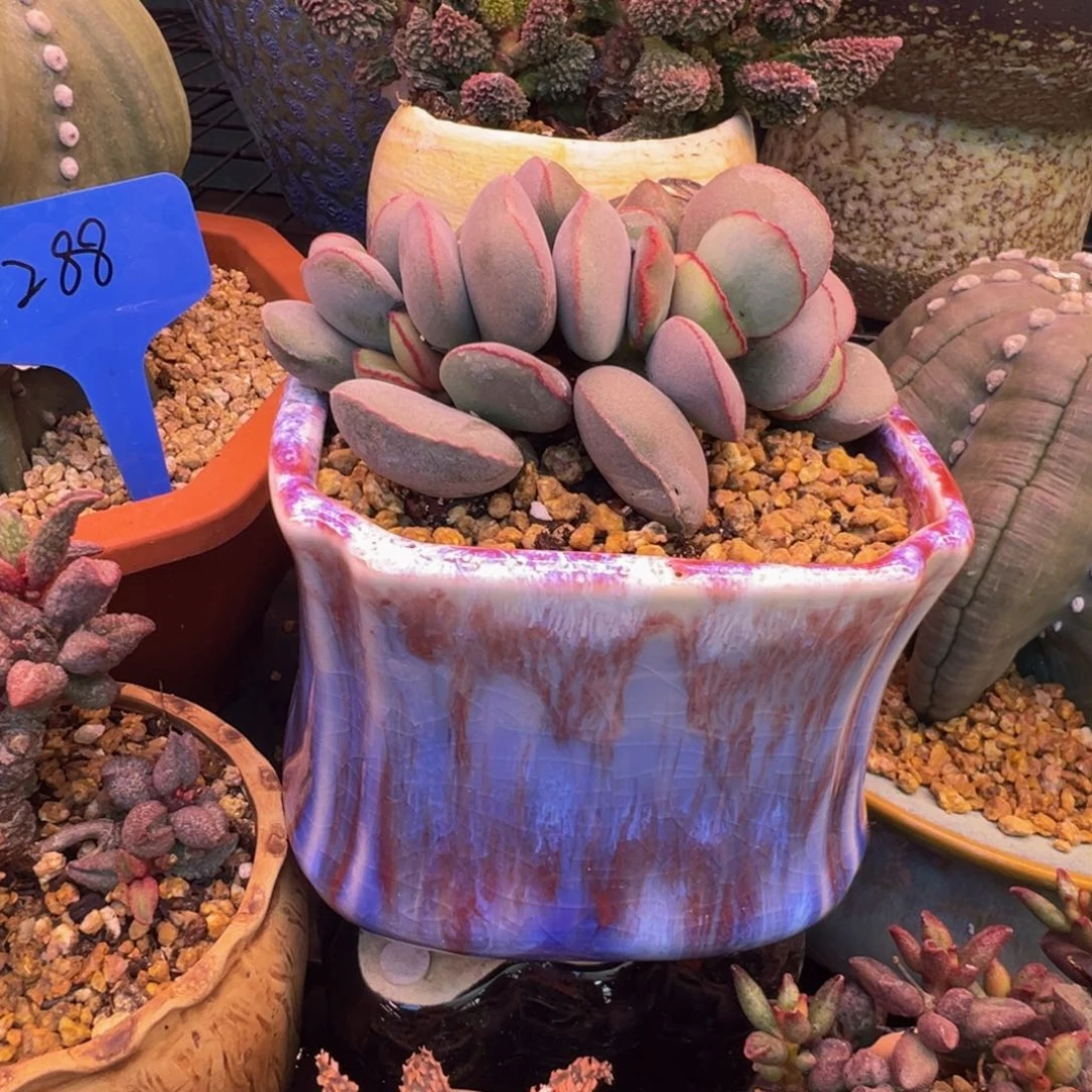 辻***弌一组自拍，感谢支持