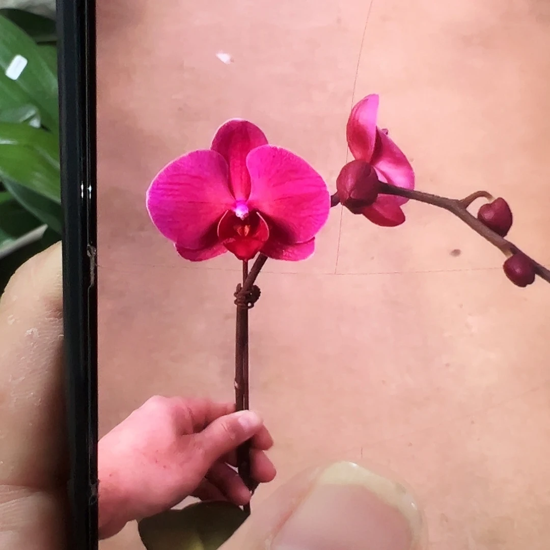 当前无花栽培后可以开花紫霞仙子3寸大苗凑单发货一颗不发货