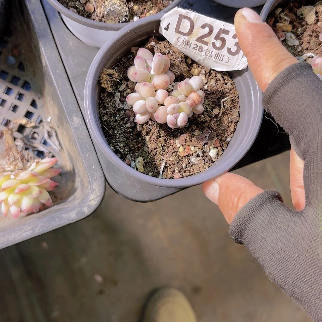 王**?D253萤火虫一物一拍多肉