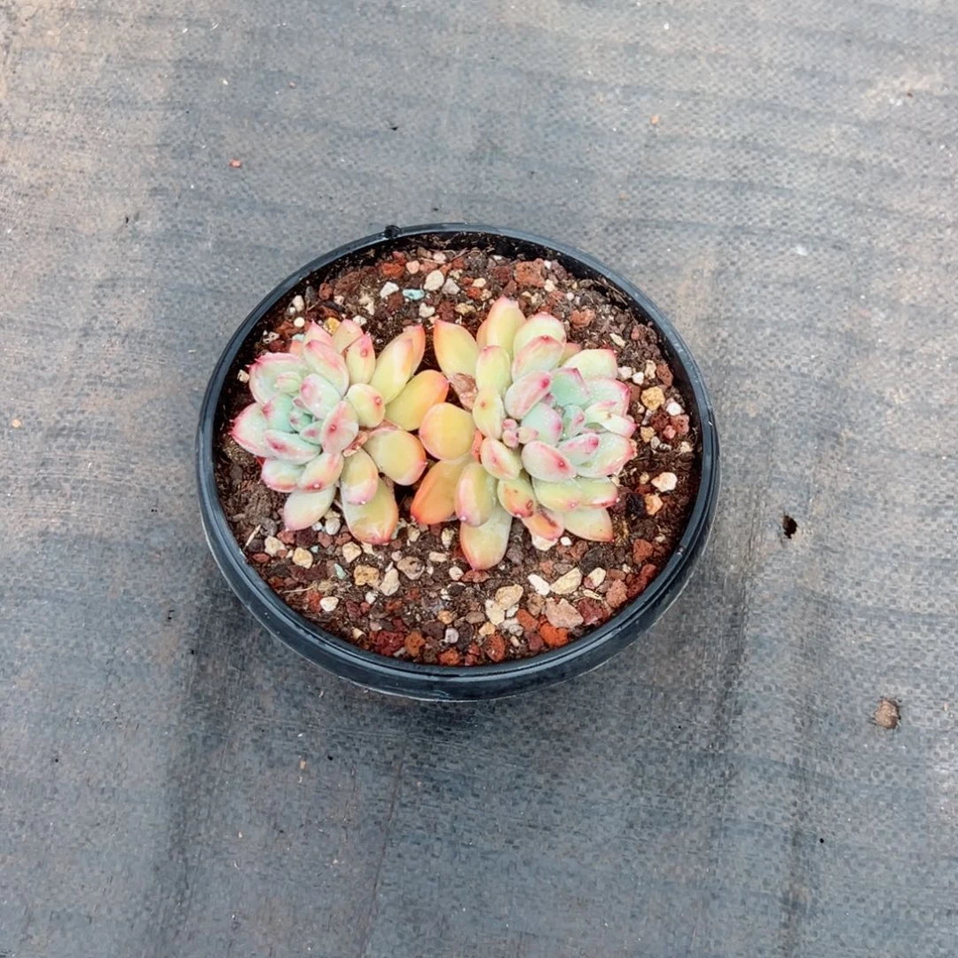 蜜糖多肉植物00000