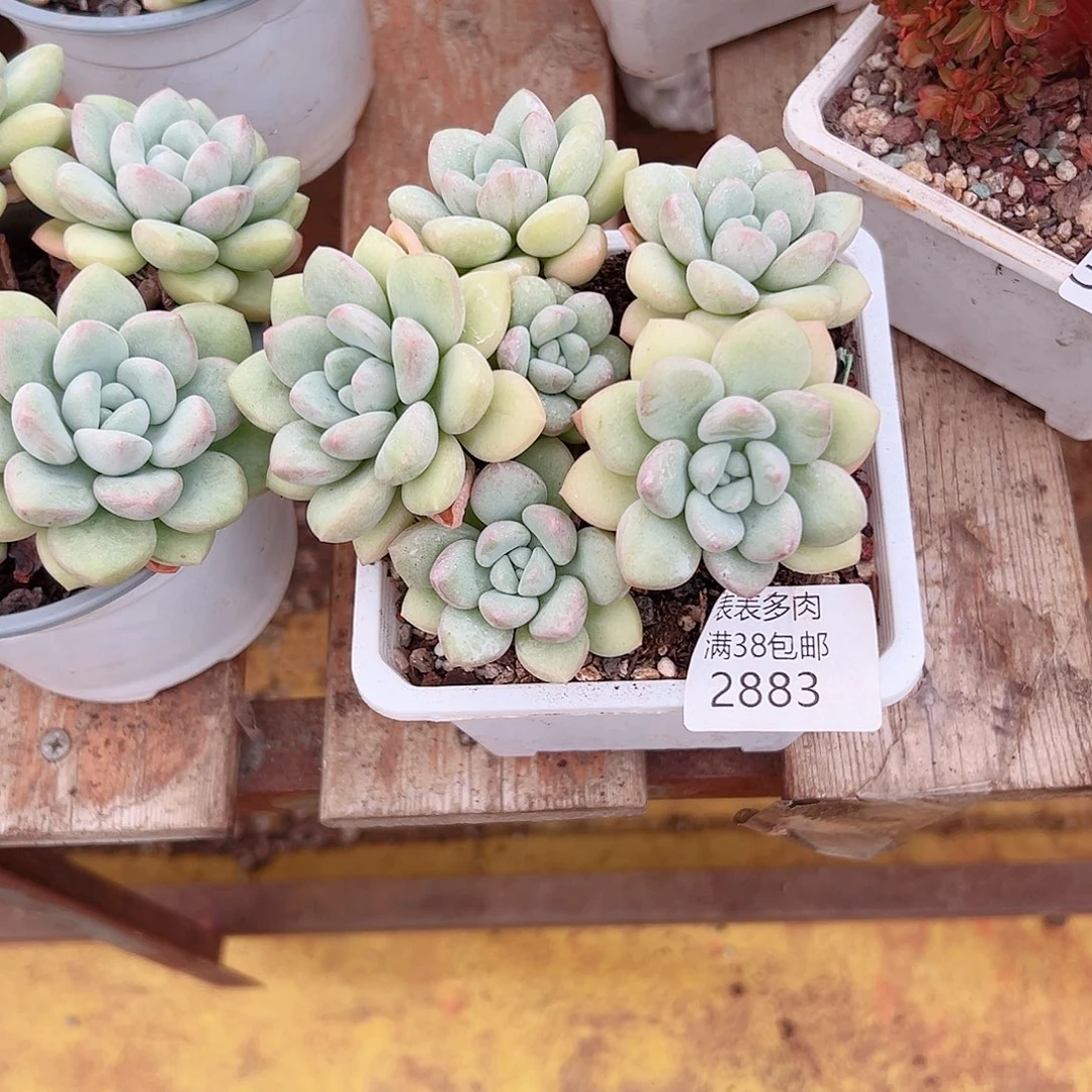 怡***朵无花朵多肉一物一拍植物2883
