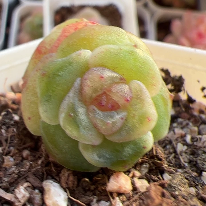 暴***兔一物一拍，精品糖心，尺寸不大介意勿拍