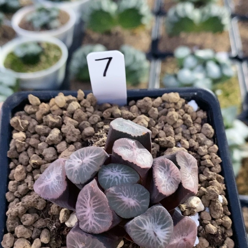 【闪购商品】7白凤凰