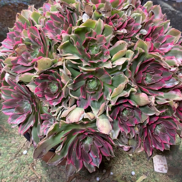 831多肉植物一物一拍