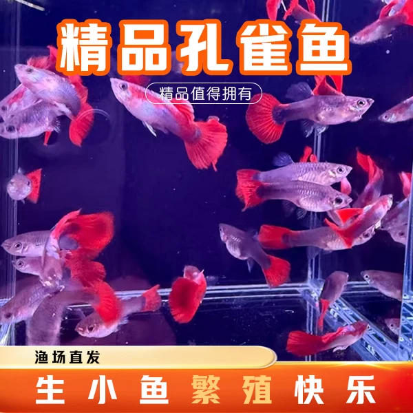 孔雀鱼新手套餐冷淡水胎生小鱼好养热带鱼 繁殖的快乐