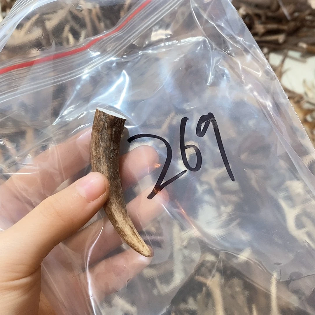 鹿角等鹿角角鹿鹿鹿