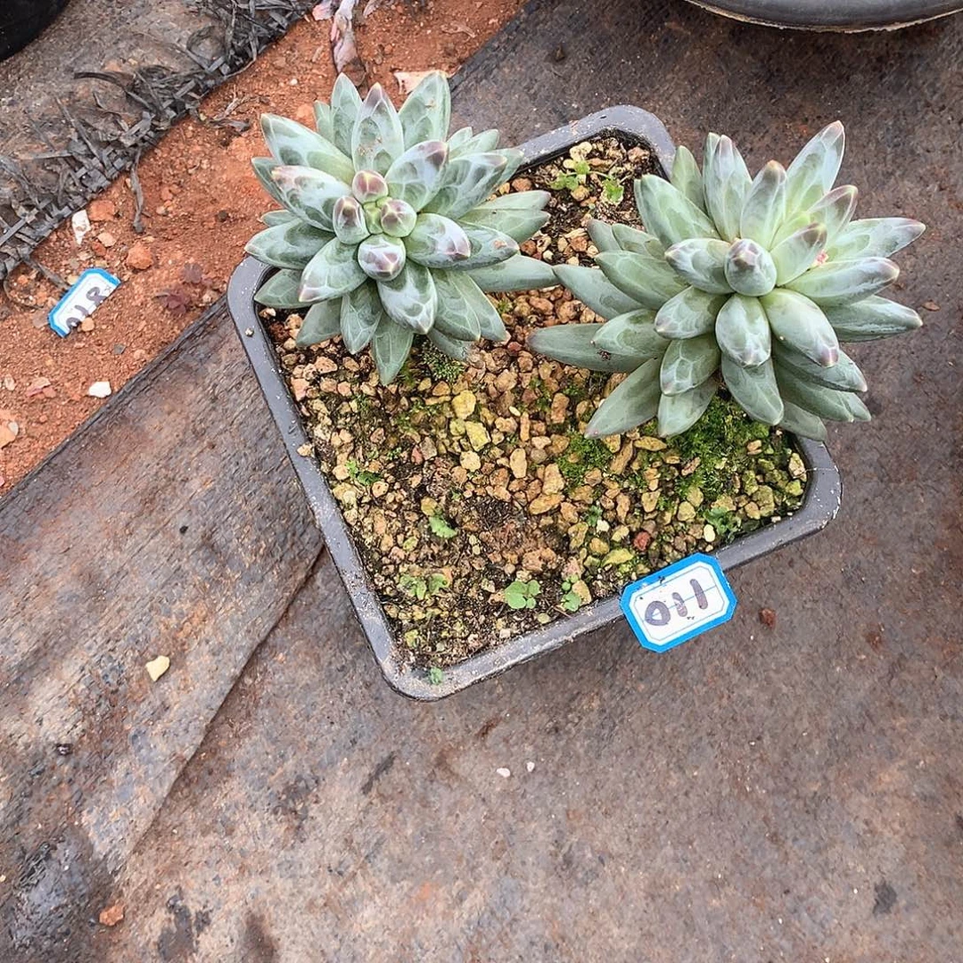 110美人 一物一拍多肉