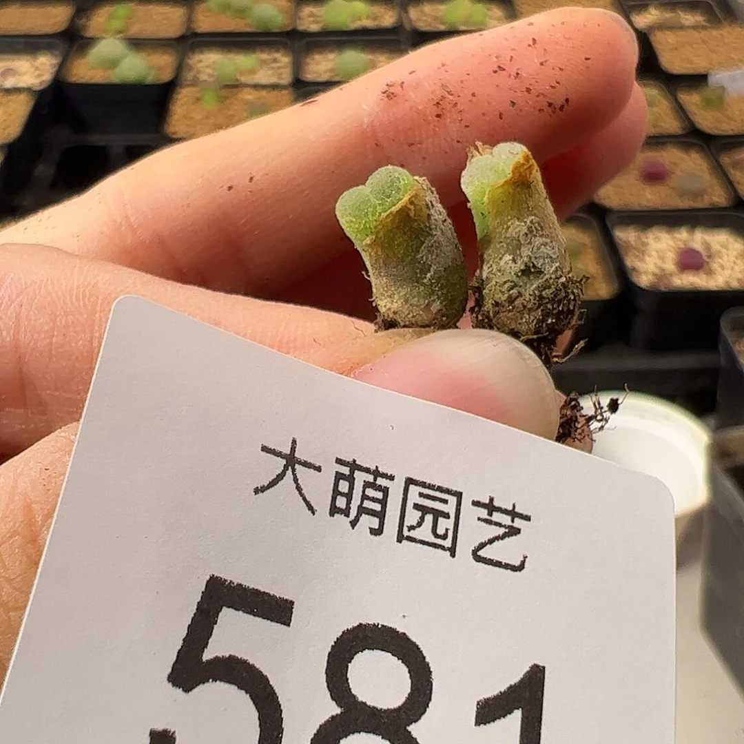 0000581 一物一拍。